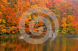 Autumn colored fall leaves reflected in Beaver Pond