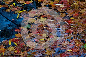 Autumn-colored fallen Japanese maple leaves floating in a stream of water