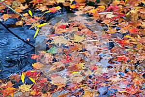 Autumn-colored fallen Japanese maple leaves floating in a stream of water