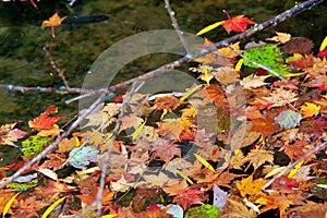 Autumn-colored fallen Japanese maple leaves floating in a stream of water