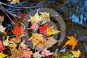 Autumn-colored fallen Japanese maple leaves floating in a stream of water