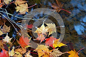 Autumn-colored fallen Japanese maple leaves floating in a stream of water