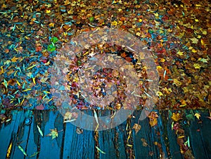 Autumn-colored fallen Japanese maple leaves floating in a stream of water