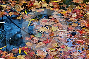 Autumn-colored fallen Japanese maple leaves floating in a stream of water