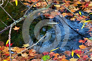 Autumn-colored fallen Japanese maple leaves floating in a stream of water