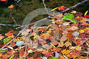 Autumn-colored fallen Japanese maple leaves floating in a stream of water
