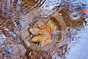 Autumn-colored fallen Japanese maple leaves floating in a stream of water