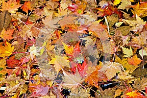 Autumn-colored fallen Japanese maple leaves floating in a stream of water