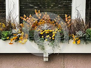 Autumn colored flowers in wooden flower box