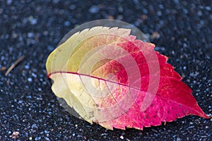 Autumn colored leaf on asphalt