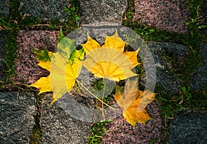 Maple leaves in the light of sunlight fell on the stone blocks with moss.