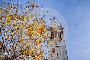 Autumn colored leaves on a blue sky background; Campanile Sather tower in the background