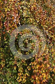 Autumn colored leaves and branches of the European beech