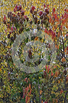 Autumn colored leaves on the branches of a tree in the forest