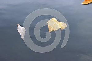 Autumn colored Leaves float in river water