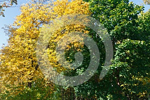 Autumn colored leaves in the forest