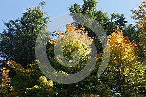 Autumn colored leaves in the forest