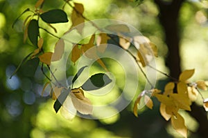 Autumn colored leaves in the forest