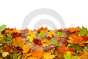 Autumn colored leaves isolated on white background.A hea