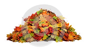 Autumn colored leaves isolated on white background.A heap of different maple dry leaf .Red and colorful foliage colors in