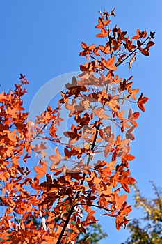 Autumn colored leaves of the Montpellier maple (Acer monspessulanum). Vertical view photo
