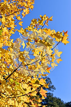 Autumn colored leaves of the Montpellier maple (Acer monspessulanum). Vertical view photo