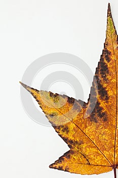 Autumn colored Liquidambar styraciï¬‚ua leaf