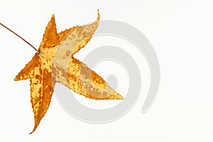 Autumn colored Liquidambar styraciï¬‚ua leaf isolated