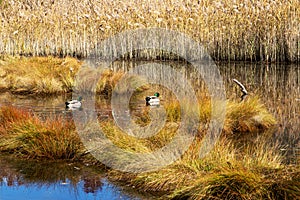 Autumn colored marsh wetland with two ducks