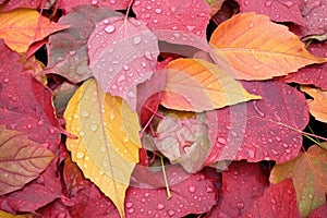 autumn colored sherry vine leaves