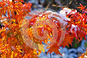 Autumn colored sweetgum tree in the snow
