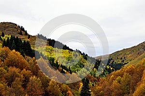 Forest in autumn, landscape