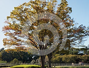 The autumn colored trees at the Honmaru O-shibafu lawn. Imperial Palace garden. Tokyo. Japan