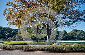 The autumn colored trees at the Honmaru O-shibafu lawn. Imperial Palace garden. Tokyo. Japan