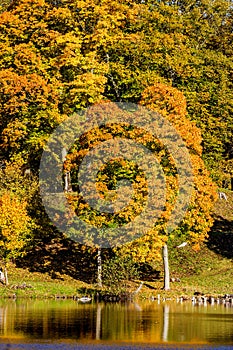 Autumn colored trees at a lakeshore
