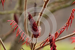 Autumn colored trees and leaves of Rhus typhina, the staghorn sumac