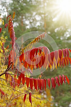 Autumn colored trees and leaves of Rhus typhina, the staghorn sumac