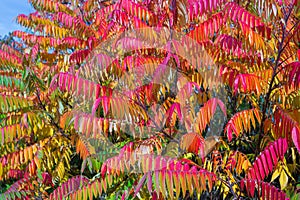Autumn colored trees and leaves of Staghorn Sumac Rhus hirta syn. Rhus typhina2