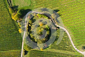 Autumn-colored vineyards in the Rheingau