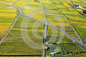 Autumn-colored vineyards in the Rheingau