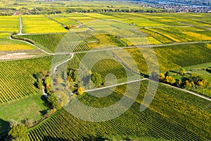 Autumn-colored vineyards in the Rheingau