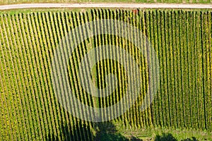 Autumn-colored vineyards in the Rheingau