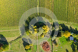 Autumn-colored vineyards in the Rheingau