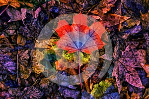 Autumn colorful abstract maple leaf