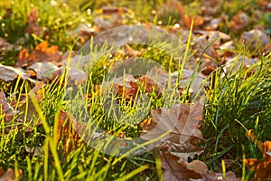 Autumn colorful background with green grass and brown oak leaf on front plan and blurred til horizon