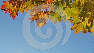 Autumn colorful bright branch tree with bright foliage on a blue sky background