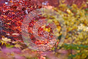 Autumn colorful bright leaves swinging on an oak tree in autumnal park. Fall background. Beautiful nature