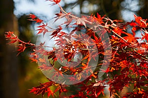 Autumn colorful bright leaves swinging on an oak tree in autumnal park. Fall background. Beautiful nature