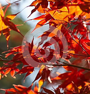 Autumn colorful bright leaves swinging on an oak tree in autumnal park. Fall background. Beautiful nature