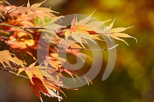 Autumn colorful bright leaves swinging on an oak tree in autumnal park. Fall background. Beautiful nature